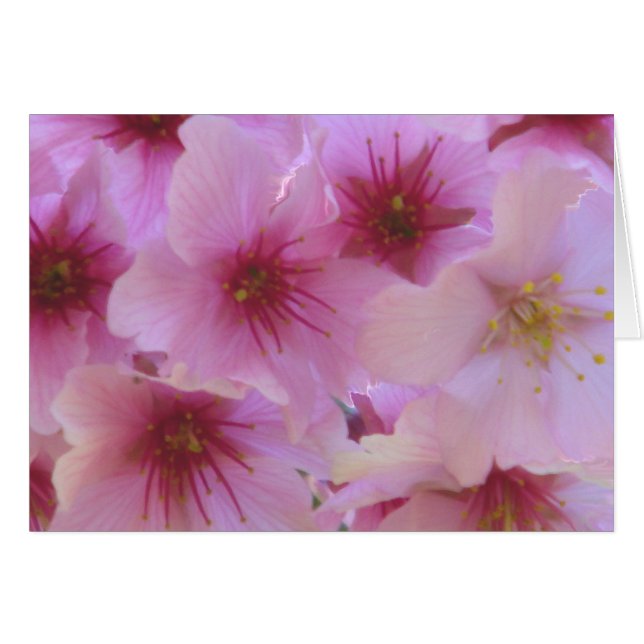 Blossom of Love (Front Horizontal)