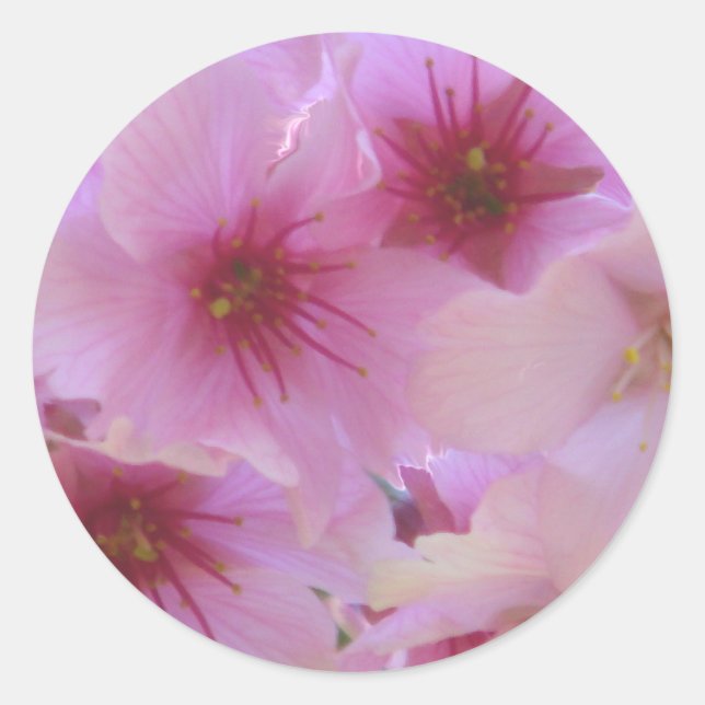 Blossom of Love Classic Round Sticker (Front)