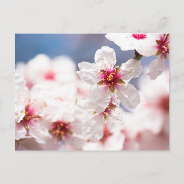 Blossom of the almond tree postcard (Front)