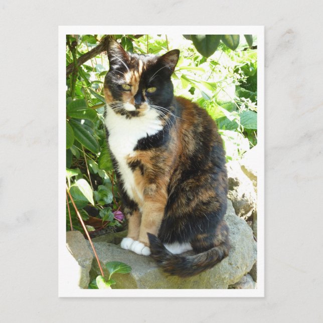 Blossom Postcard (Front)