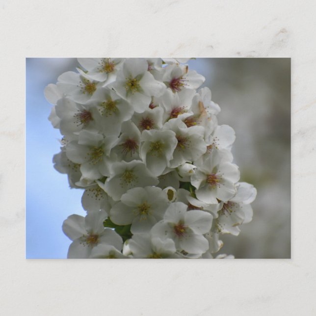 Blossom  postcard (Front)