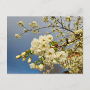 Blossom postcard