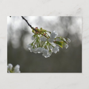Blossom postcard