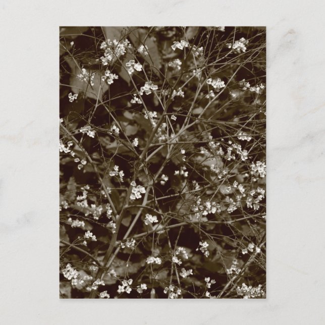 Blossom Postcard (Front)