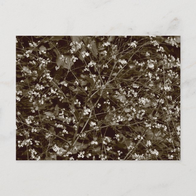 Blossom Postcard (Front)