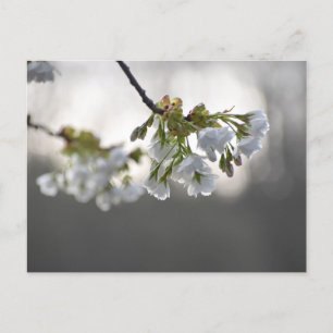 Blossom postcard