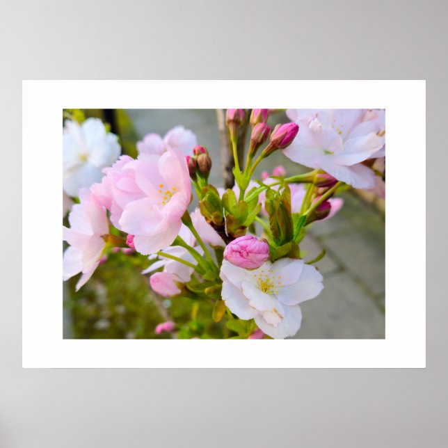 Blossom  poster (Front)