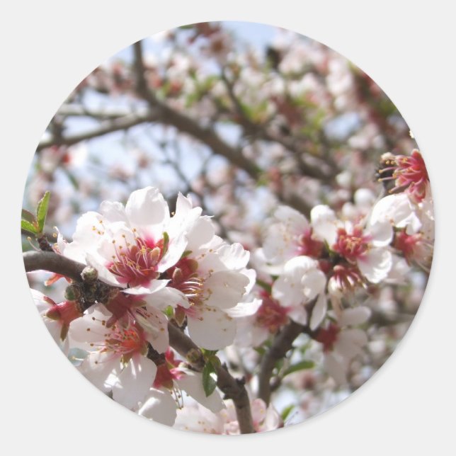 Blossom Stickers (Front)