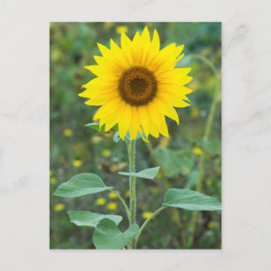 Blossom Sunflower Wildflower Postcard