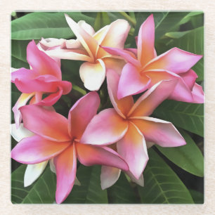 Blossom Wreath Of Pale Pink Frangipani Glass Coaster