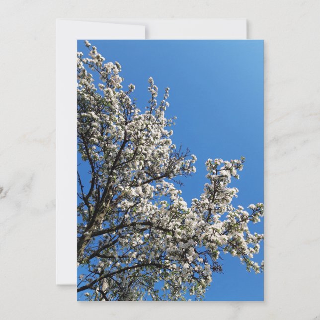 Blossoming Apple Tree Spring Photo Blank Card (Front)