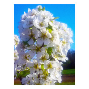 Blossoming branch of a pear Photo Print