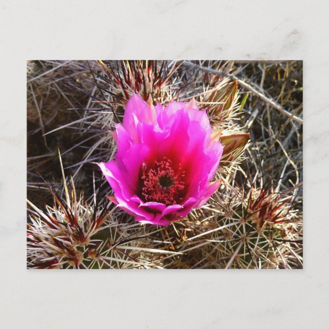 Blossoming Cactus (Prickly Pear) Wildflower Postcard (Front)