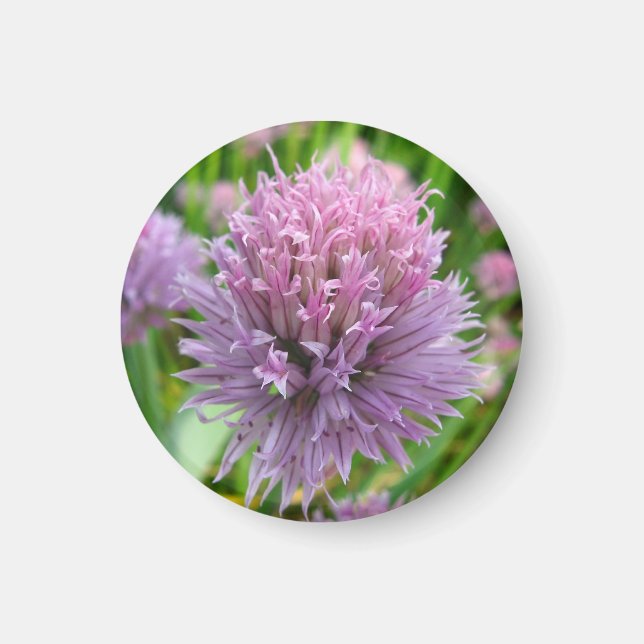 Blossoming Chives Magnet (Front)