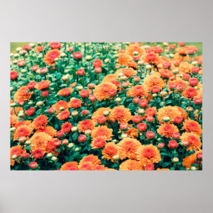 Blossoming flowers in a gardenautumn, background, poster