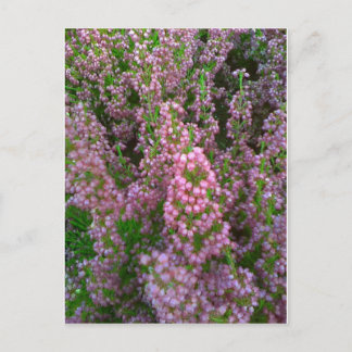 Blossoming Moorland Postcard