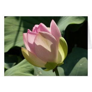 Blossoming Pink Lotus Flower Summer