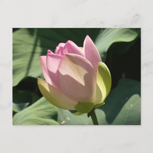 Blossoming Pink Lotus Flower Summer Postcard (Front)