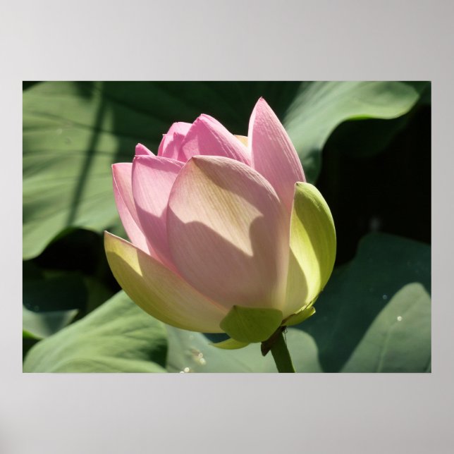 Blossoming Pink Lotus Flower Summer Poster (Front)