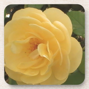Blossoming yellow camellia coaster