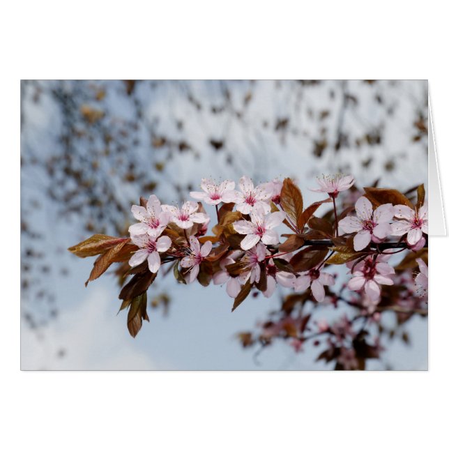 blossoms (Front Horizontal)