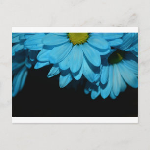 Blossoms Daisy Flowers Peace Love Nature Destiny Postcard