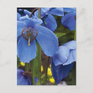 blossoms flora flowers petals garden vines postcard