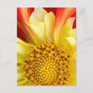 Blossoms Floral Leaf Nature Forest Destiny Postcard