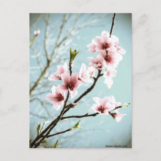 Blossoms In Spring Postcard