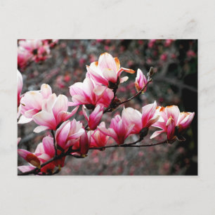 Blossoms of Georgetown University, Washington, DC Postcard