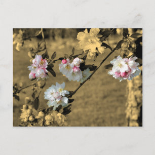 Blossoms On Sepia Flower Postcard