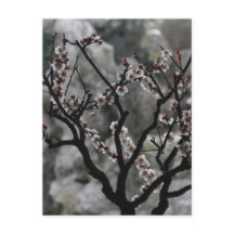 Blossoms