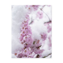 Blossoms Postcard