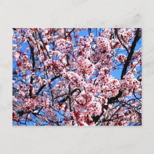 Blossoms Postcard