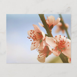 Blossoms Postcard