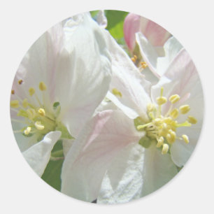 Blossoms stickers Apple Blossom Flowers Floral