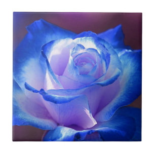 blossoms vines petal rose flowers flower blue love tile