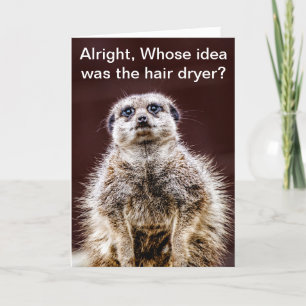 Blowdry meerkat card