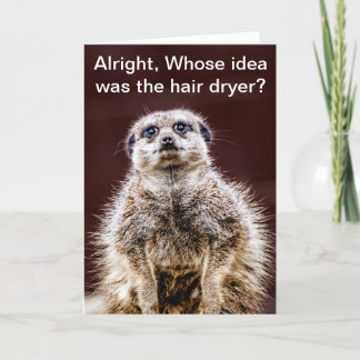 Blowdry meerkat card