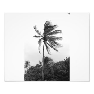 Blowing In The Wind. Photo Print