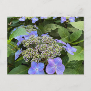 Blu Lacecap Hydrangea Photo Postcard