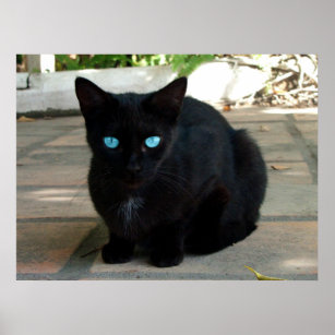 Blub Blue Eyed Black Cat Poster