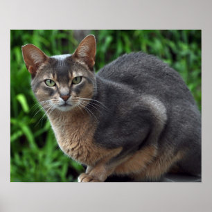 Blue Abyssinian cat - poster