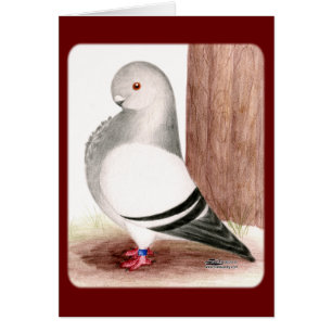 Blue African Owl Pigeon