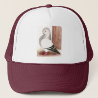 Blue African Owl Pigeon