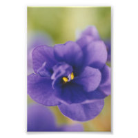 Blue African Violet Saintpaulia