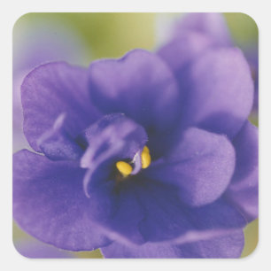 Blue African Violet Saintpaulia Square Sticker
