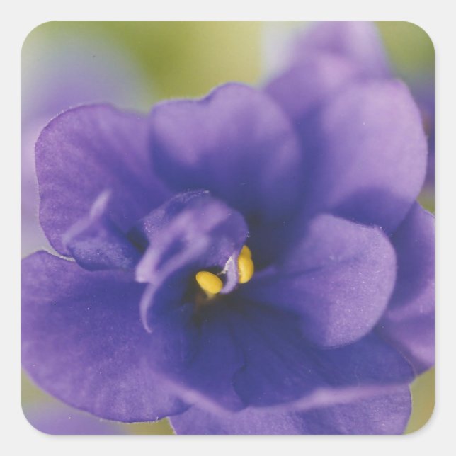 Blue African Violet Saintpaulia Square Sticker (Front)