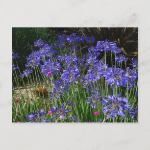 Blue Agapanthus Flowers Postcard