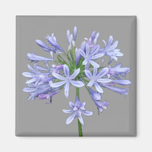 Blue Agapanthus Magnet
